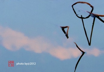 IMG_7368.jpg