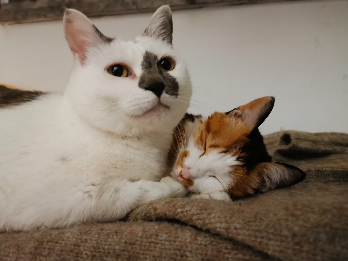 一对恩爱的小可爱