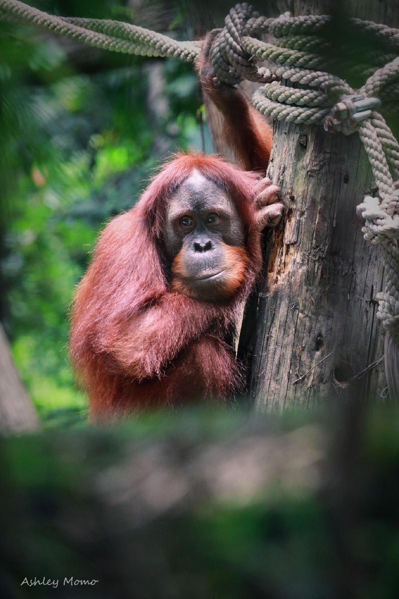 南京红山森林动物园