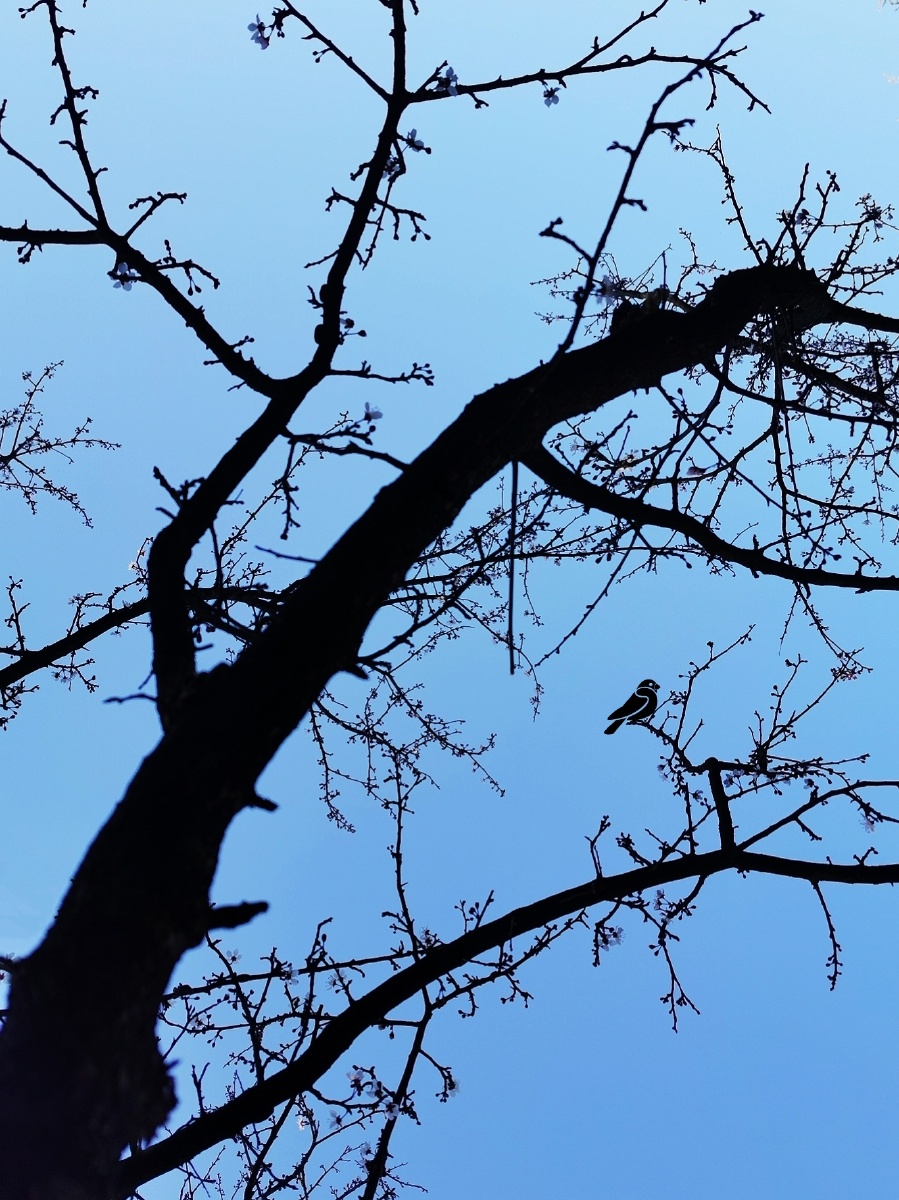 老树萌芽发新枝枯木花开逢春时