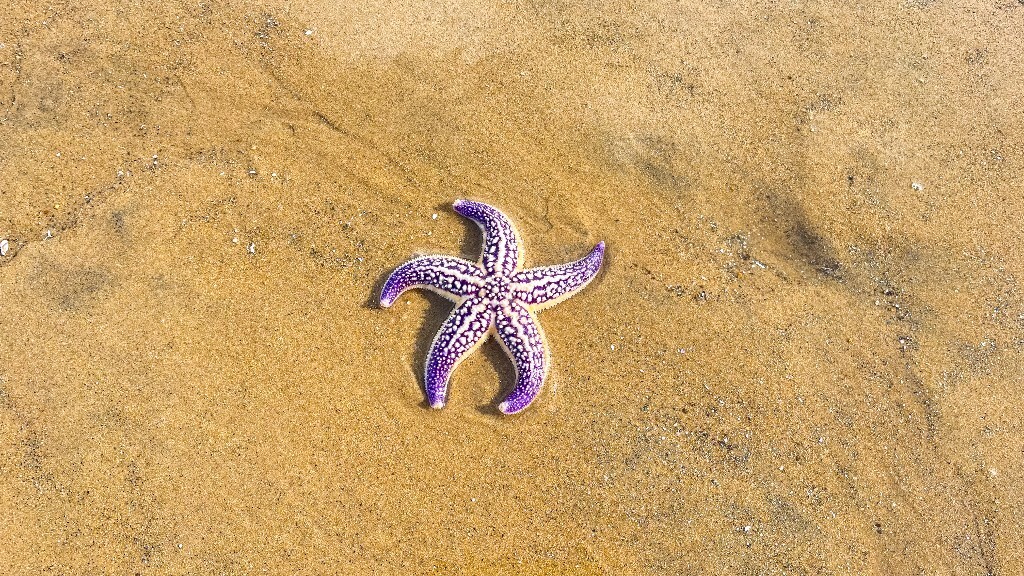 海边捡了一个紫色的小海星