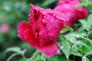 IMGP4069.JPG