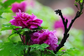 IMGP4155.JPG