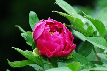 IMGP4223.JPG