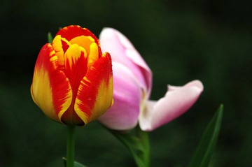 IMGP3032.jpg