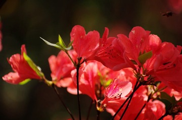 IMGP4418.JPG