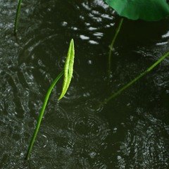 IMGP0387.JPG