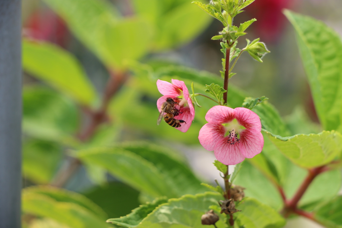 蜜蜂与小木槿难得的晴天