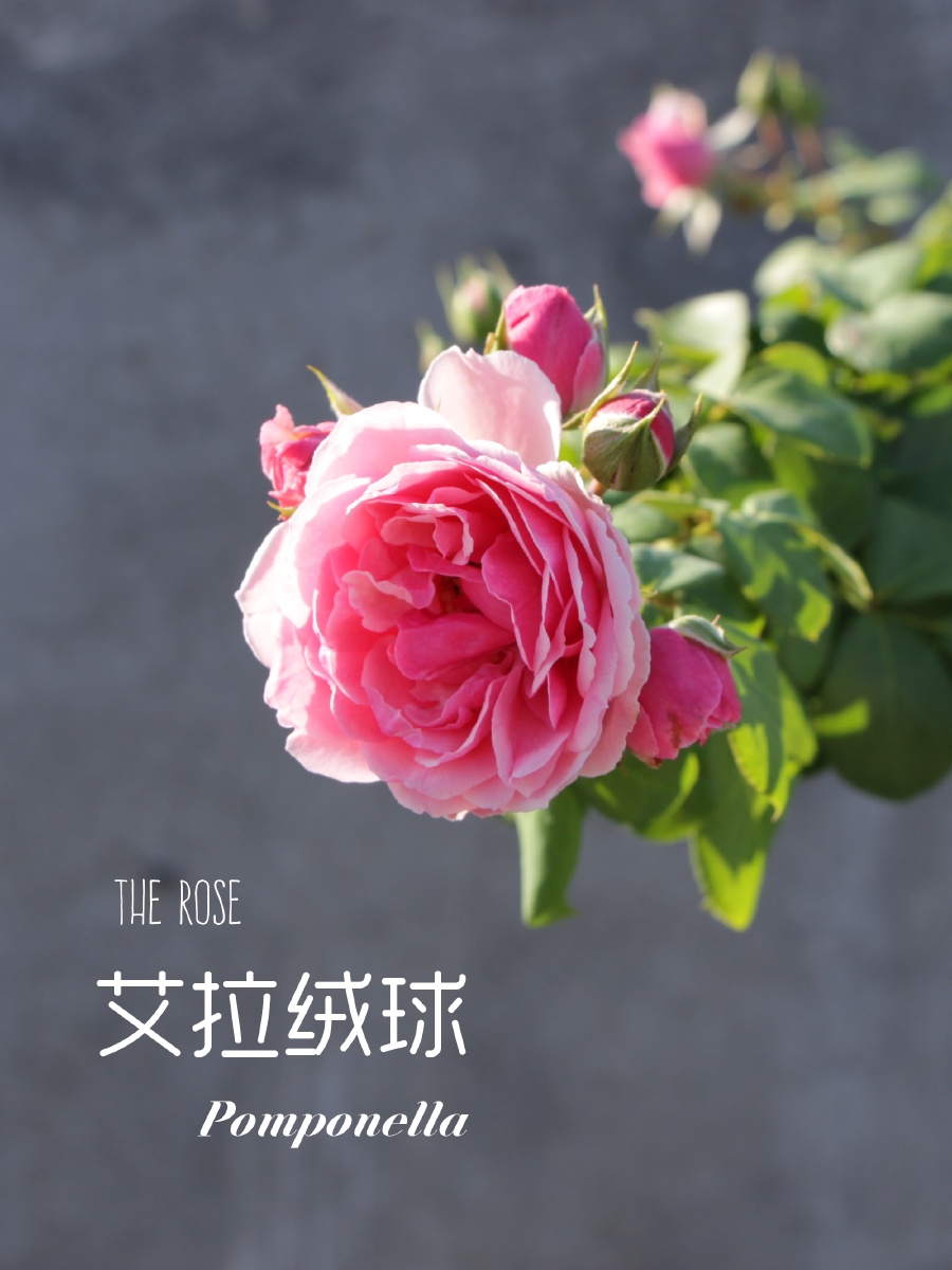 月季艾拉绒球羊脂香水瑞典女王