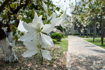 DSC_1522.jpg