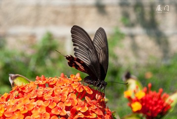 DSC_2028.jpg