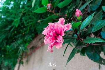 DSC_6454.jpg