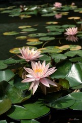 DSC_2504.jpg