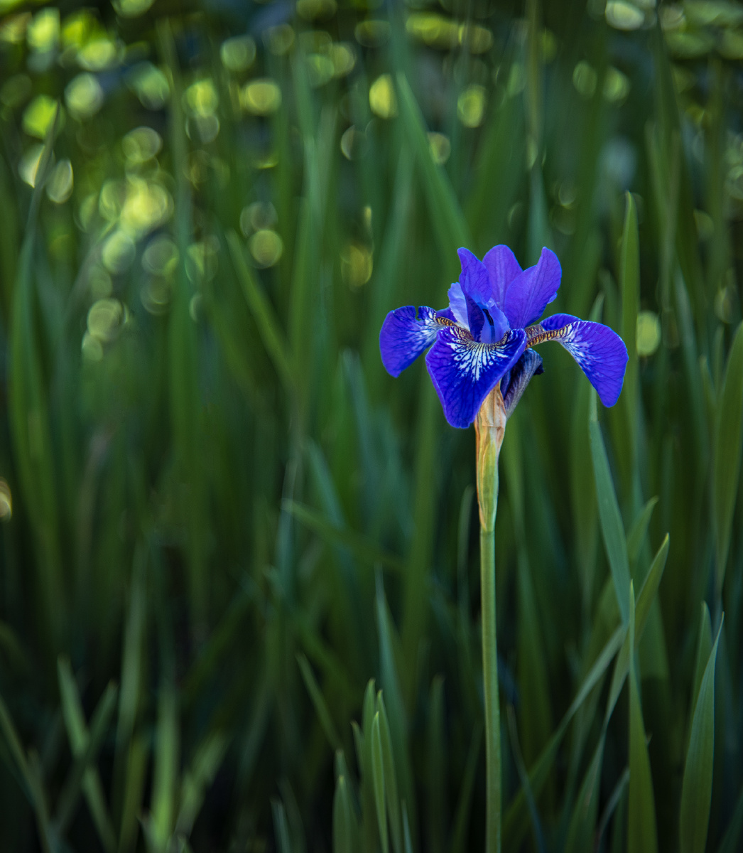 紫尾鸢,法国王室专有的颜色,稀有而高贵. - 无锡306 - 图虫