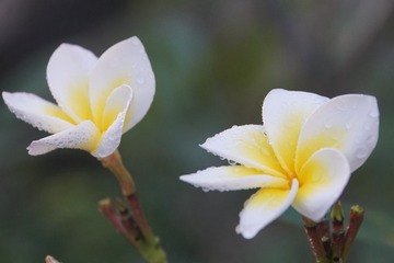 DSC08401_