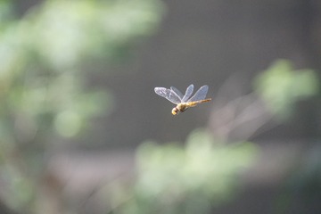DSC07654_