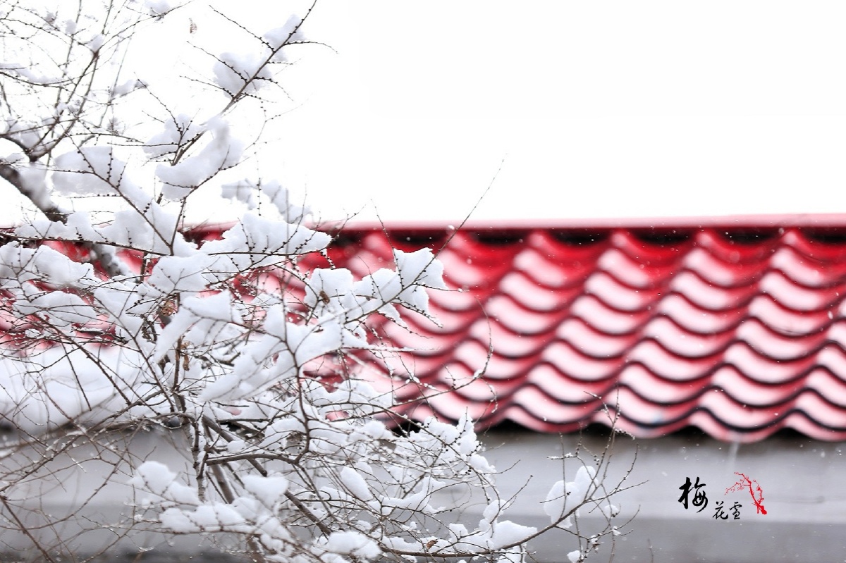 梅花雪(我把白雪当白梅……)