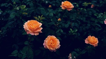 D595F99F-CC3E-46CD-A6BE-5DDDD9DFEF12/L0/001