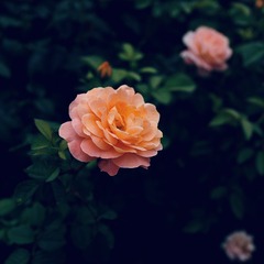 2A03D491-62D9-450D-8691-8F5E26001AA4/L0/001