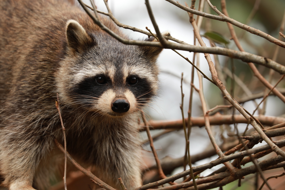 云南野生动物园小浣熊