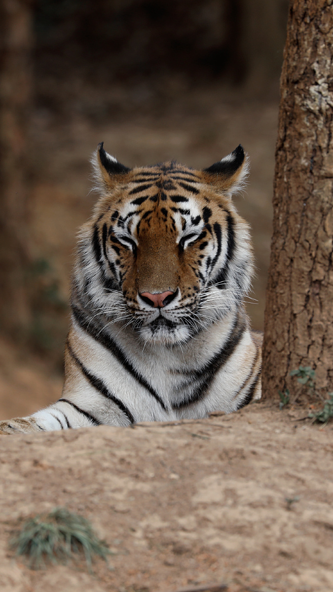 高温夏天动物园中动物表情. 拍摄于昆明野生动物园 - 羽柴云悟