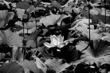 DSC00172_副本_副本