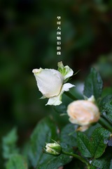 1264953