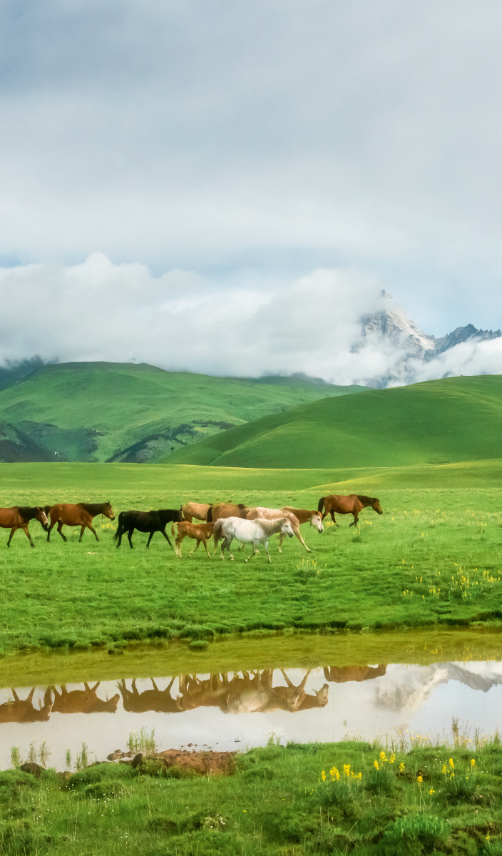 理塘格聂神山夏季草甸花海和马群自然风光