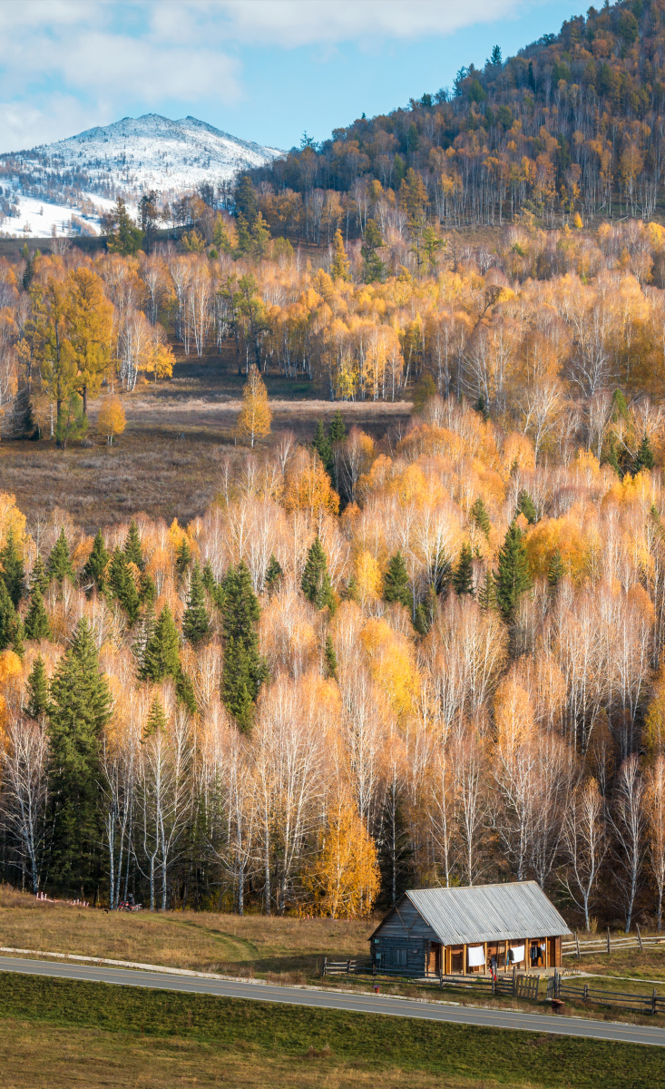 新疆禾木村秋天秋色彩林雪景自然风光
