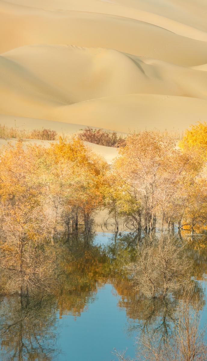 中国新疆轮台塔里木水上胡杨林秋色 - 旅行摄影杨小蟹 - 图虫