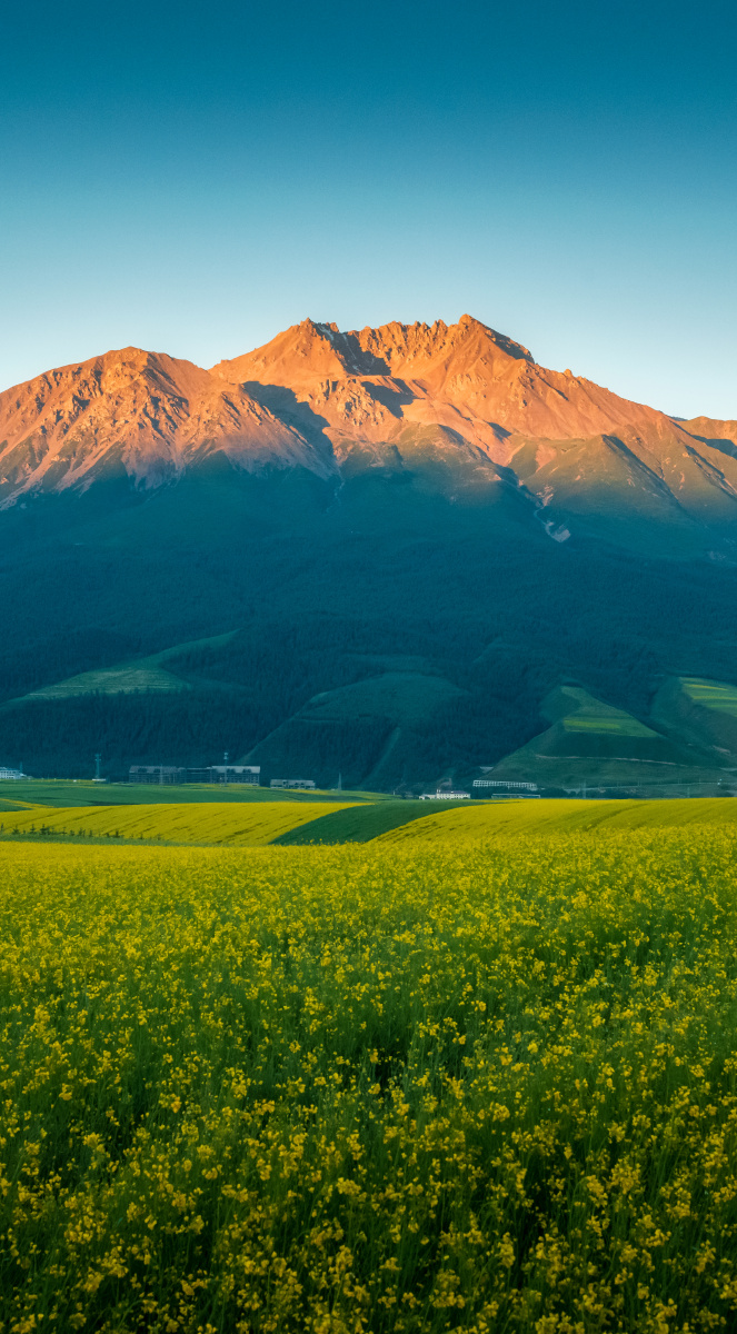 青海卓尔山春天油菜花日出风光