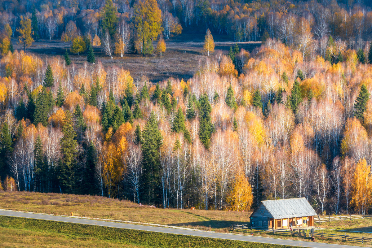 中国新疆阿勒泰禾木村森林秋色自然风光
