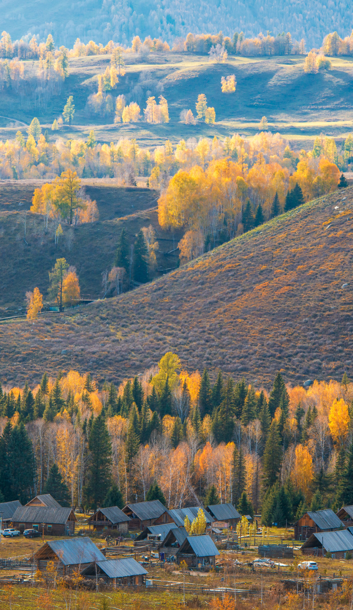 中国新疆禾木村清晨秋天秋色彩林自然风光