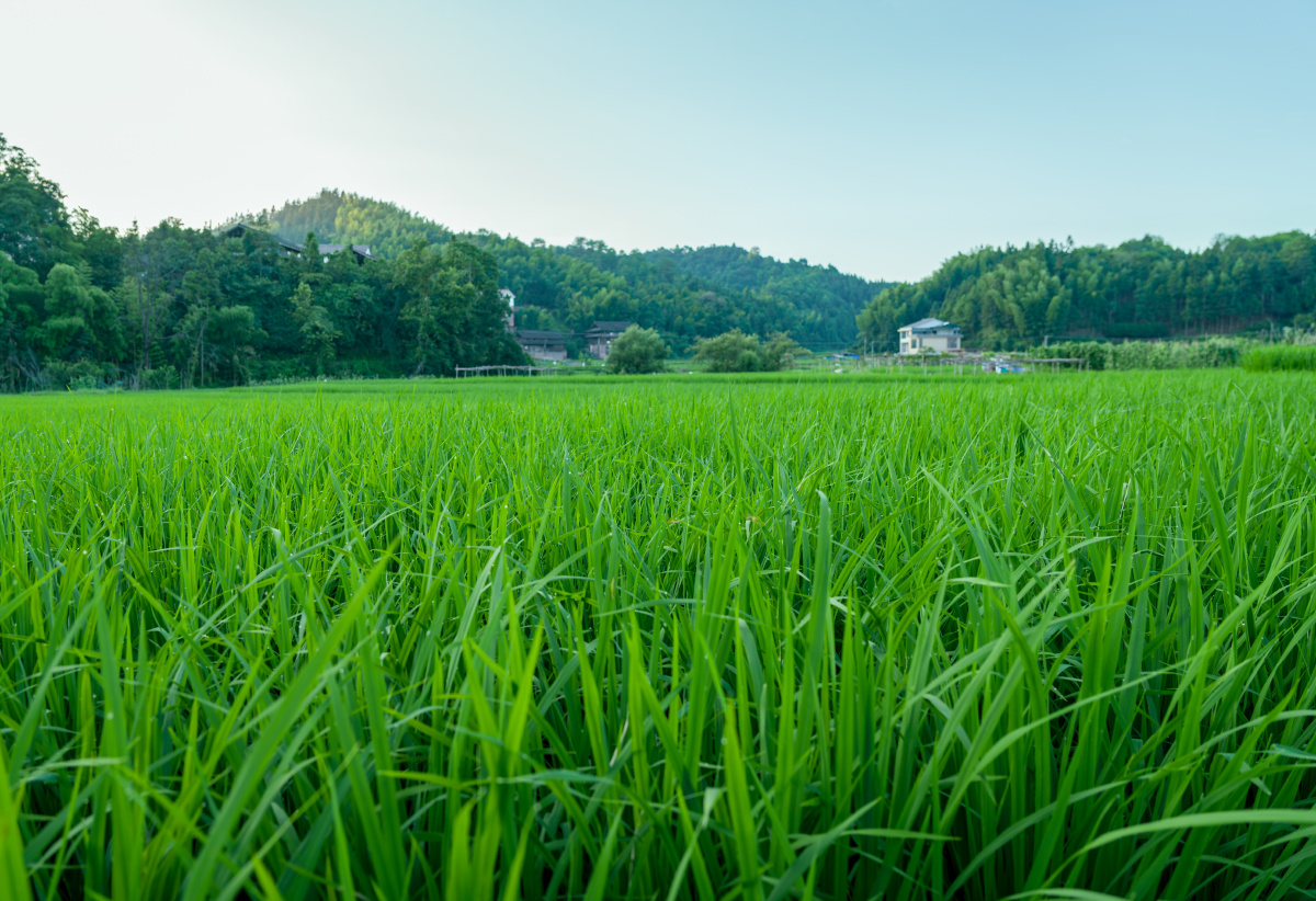夏天乡村农村稻田美丽风光 - 旅行摄影杨小蟹 - 图虫