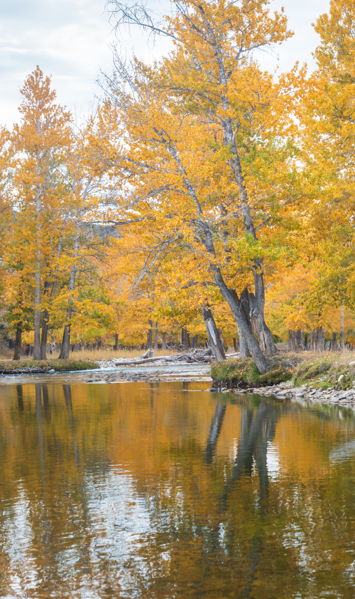 中国新疆可可托海秋天白桦林秋色自然风光