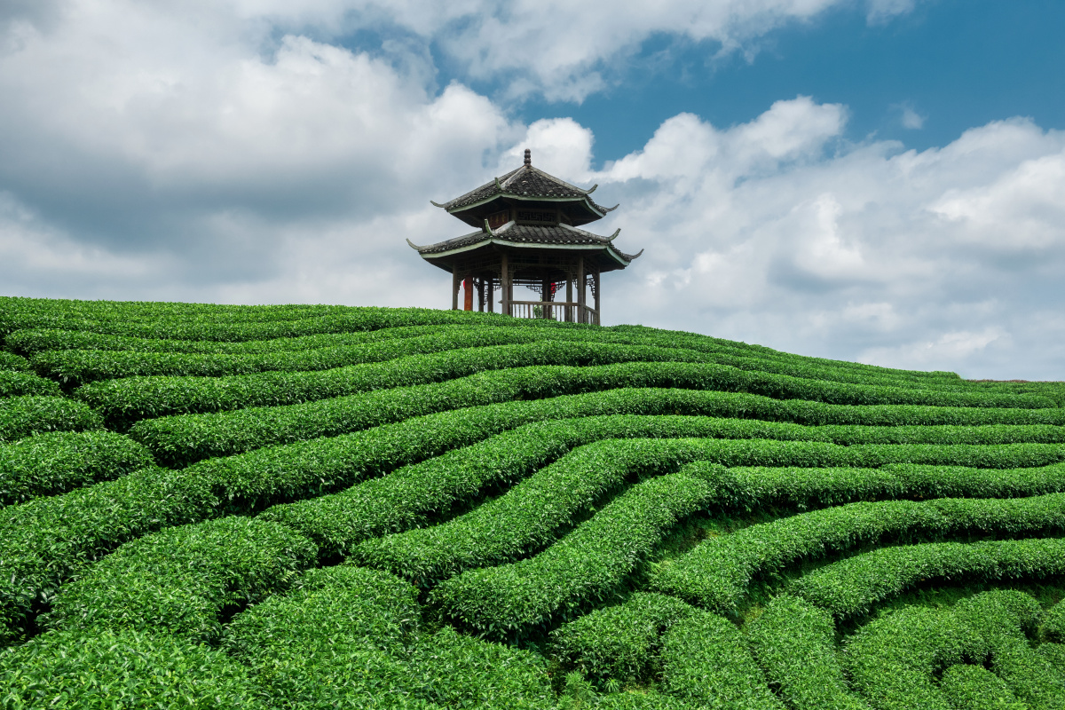 柳州布央仙人山茶山茶园夏季自然风光