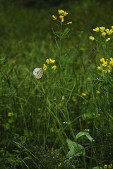 DSC_4842.jpg