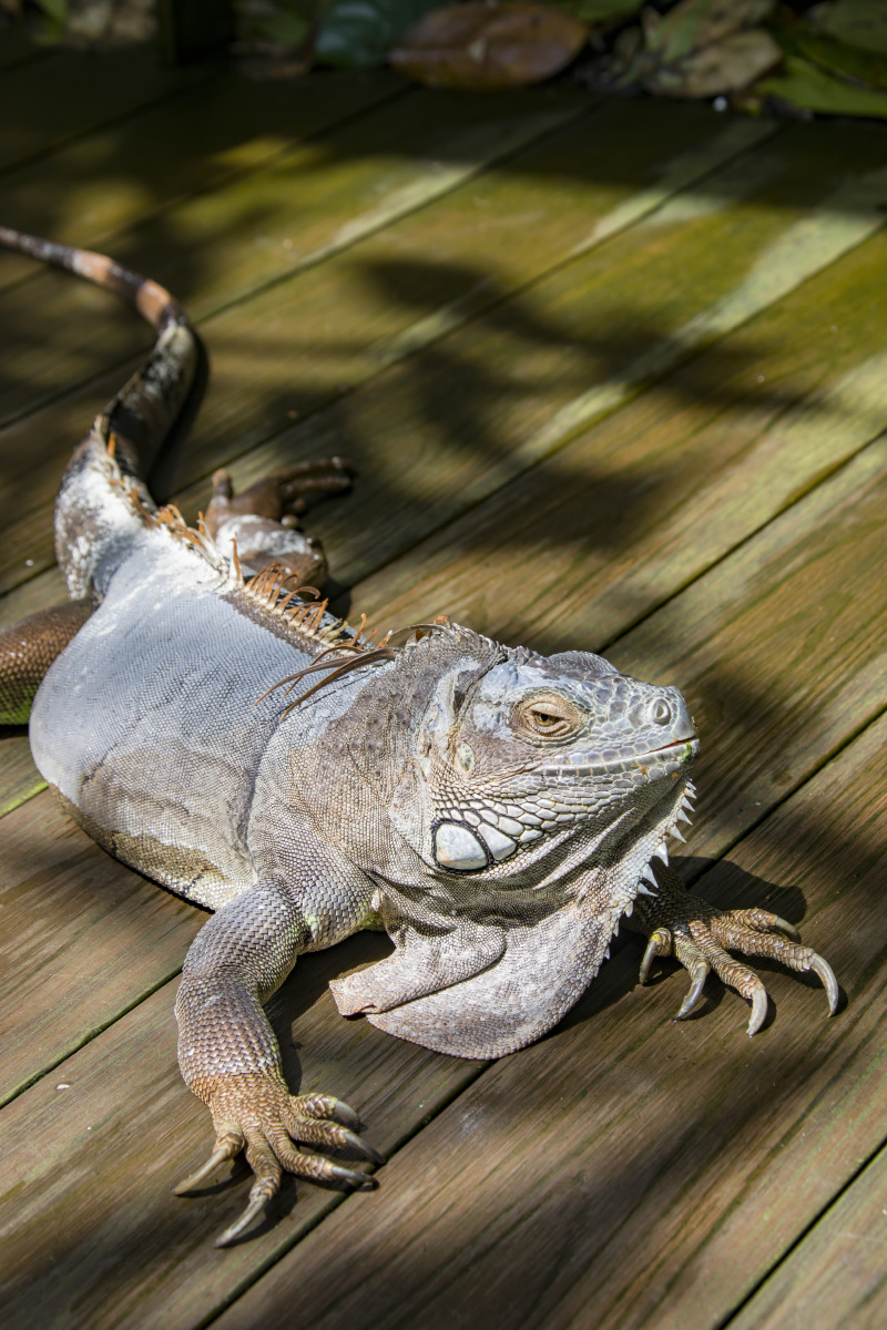 美洲鬣蜥(学名:iguana iguana)又名绿鬣蜥 - yezhenliang - 图虫