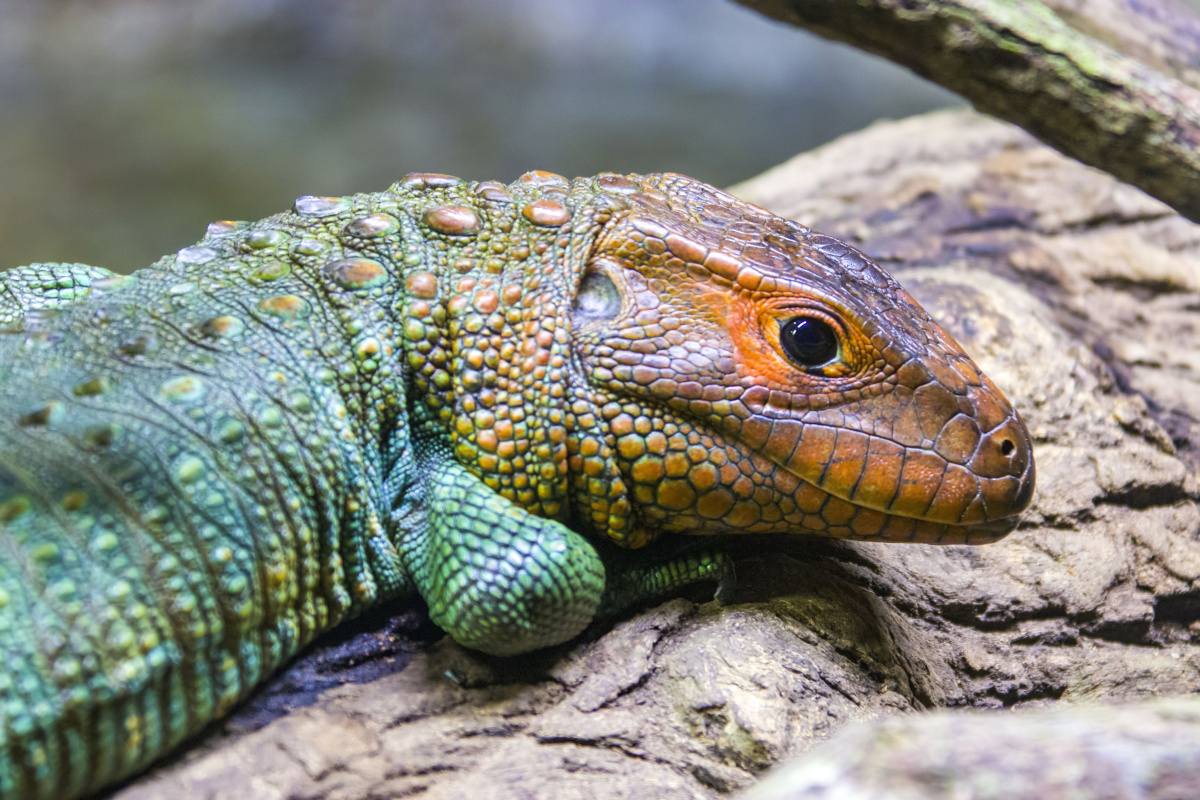 秘鲁鳄蜥 学名 (dracaena guianensis),是一种南美洲特产的体型较大的