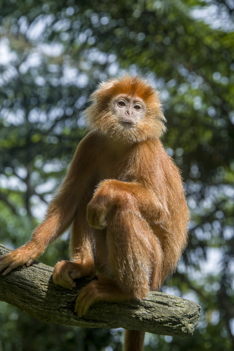 爪哇乌叶猴学名trachypithecusauratus