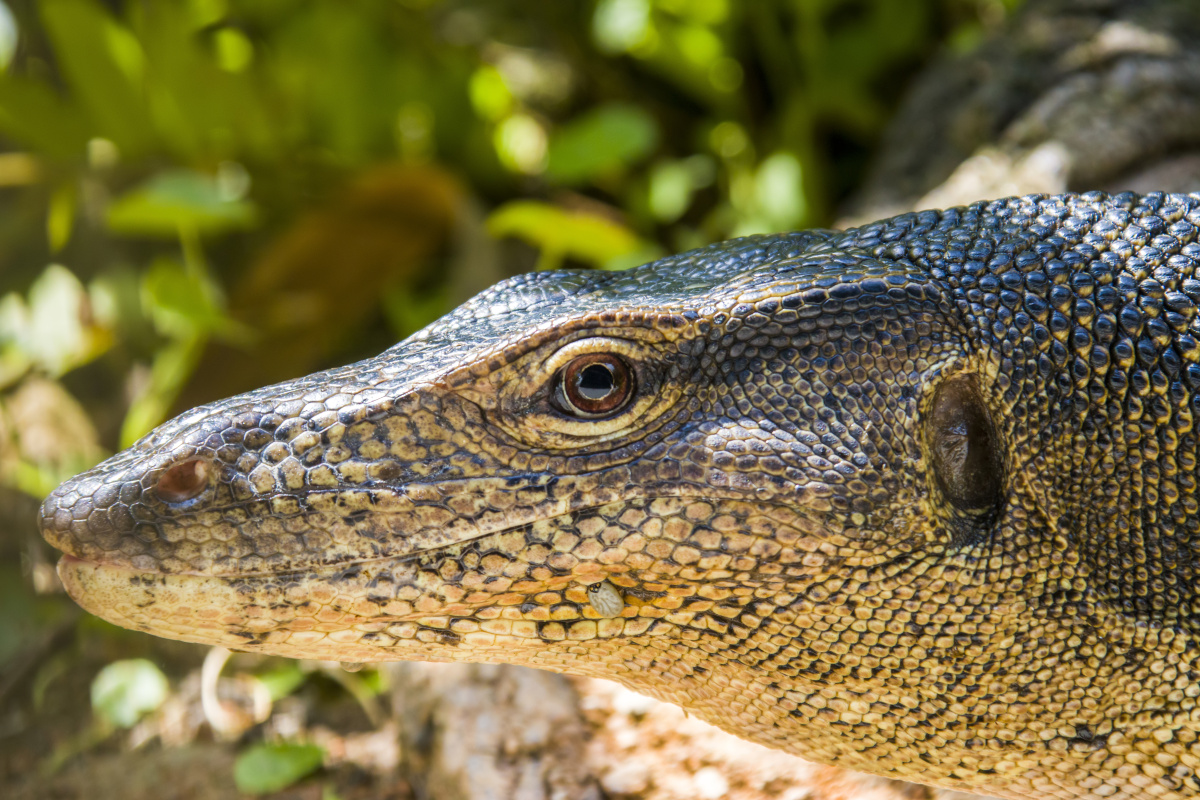 圆鼻巨蜥(学名:varanus salvator)又称水巨蜥,泽巨蜥,五爪金龙,四脚蛇