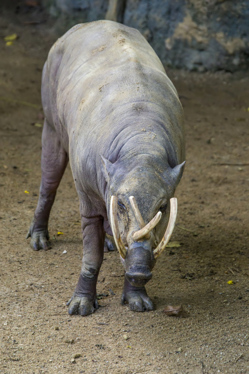 白色孟加拉虎(panthera tigris tigris) - yezhenliang - 图虫