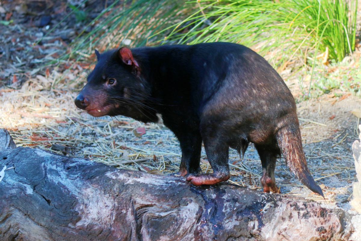 塔斯马尼亚恶魔 - yezhenliang - 图虫