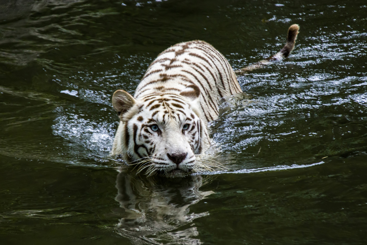 戏水的孟加拉白虎