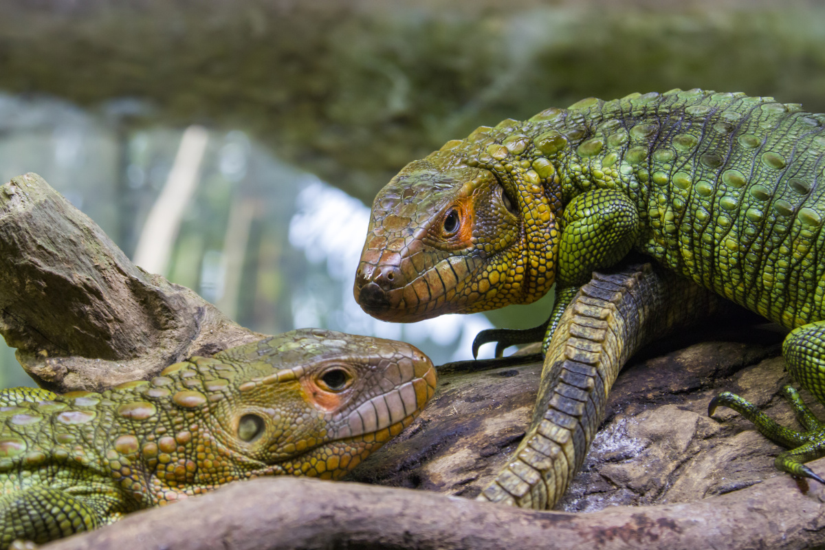 秘鲁鳄蜥 学名 (dracaena guianensis),是一种南美洲特产的体型较大的