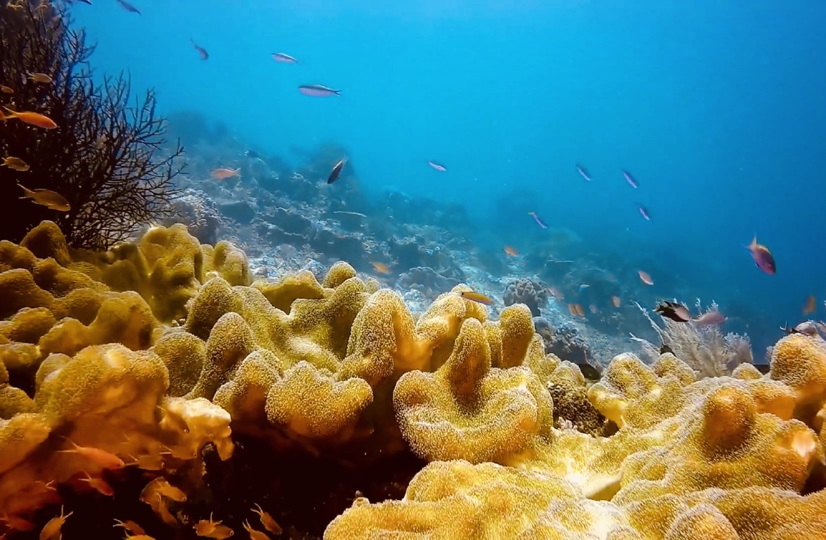 西沙群岛的海底世界