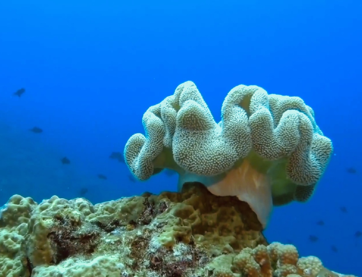 西沙群岛的海底世界