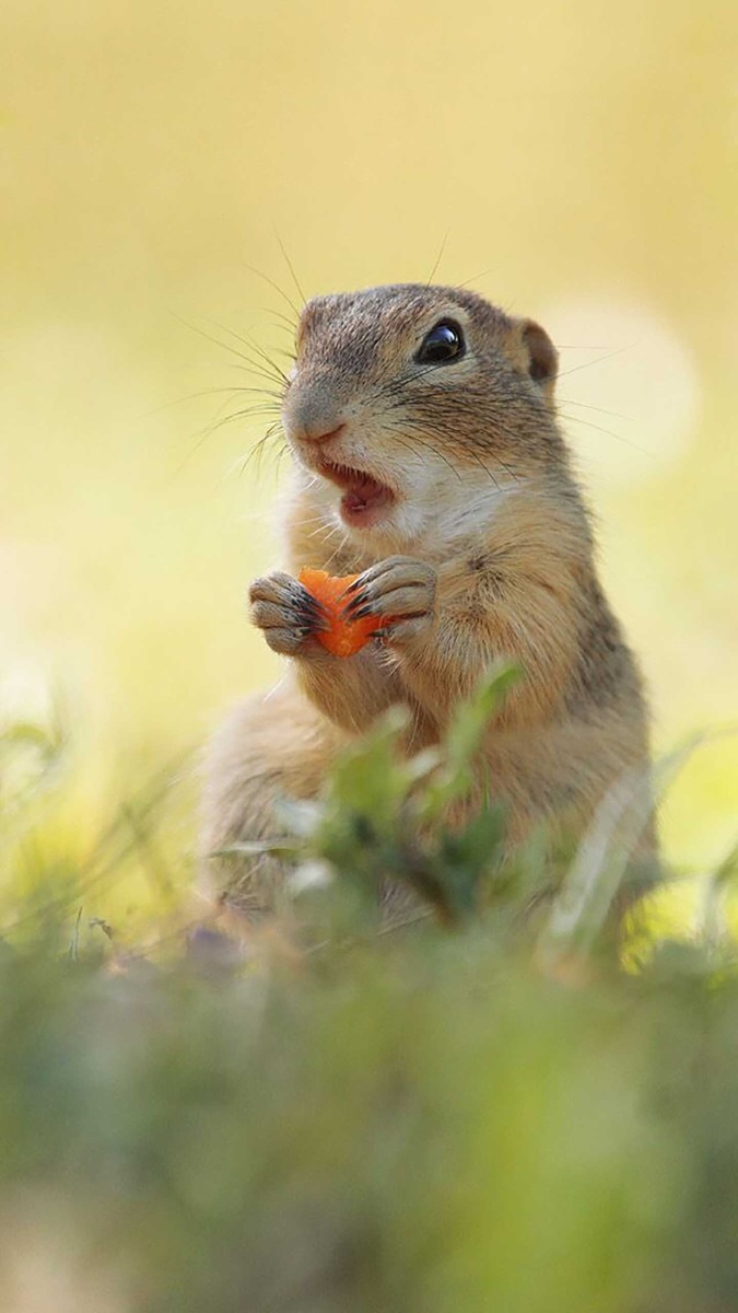 热爱自然小萌鼠