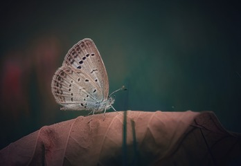 1750577
