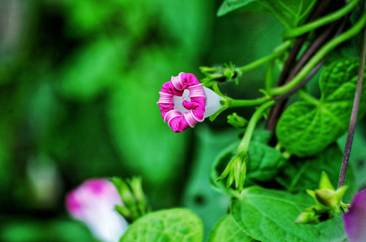牵牛花含苞待放 - 寂寞的公路 - 图虫